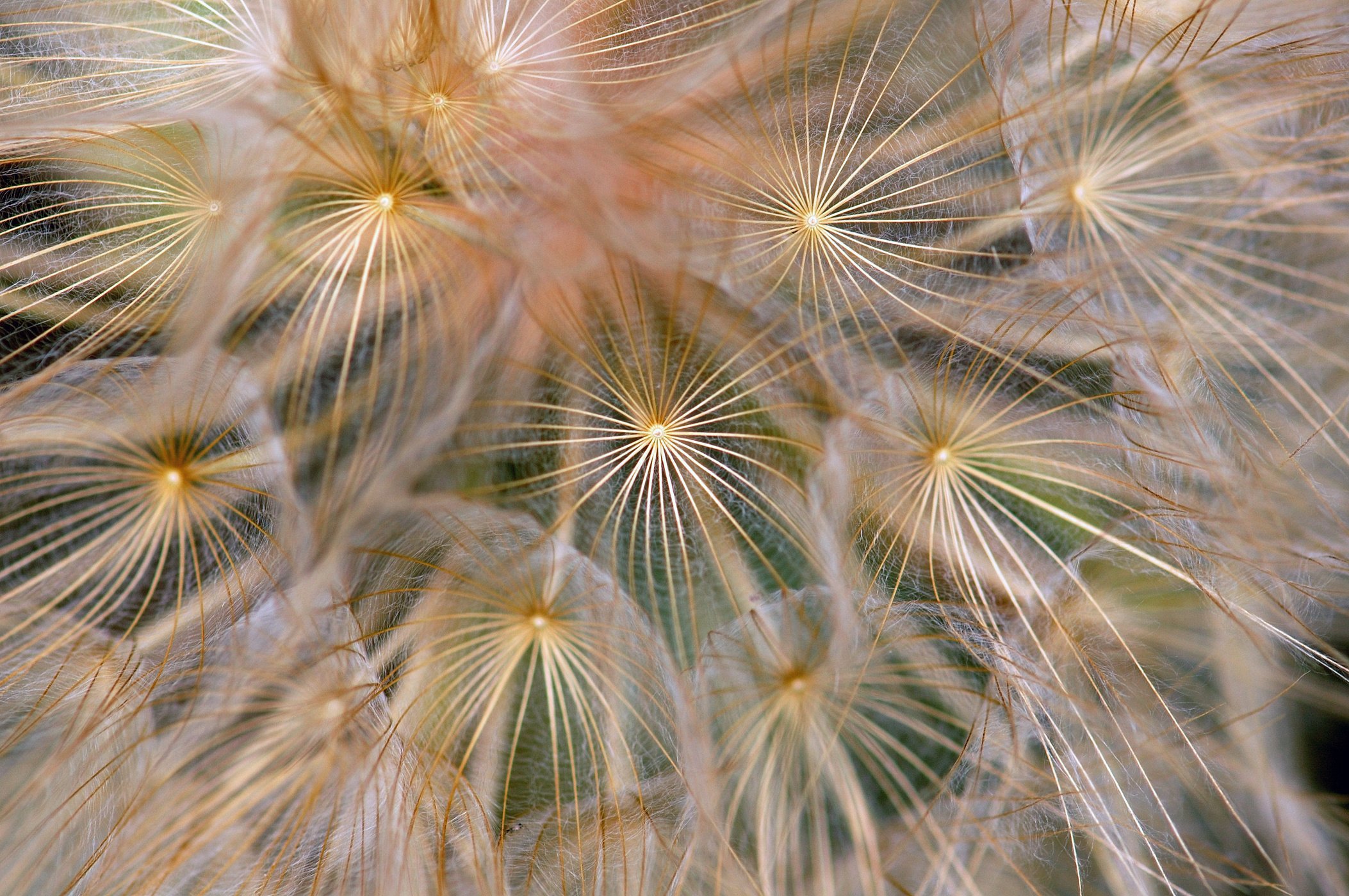 Dandelion Background